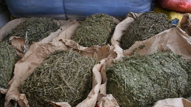 Kaolack/Matam : La Douane saisit 407,5  kg de chanvre indien