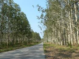 LA FORET CLASSÉE DE MBAO : LE POUMON VERT DE DAKAR INFECTÉ PAR LA COVID 19 ( Par Babacar GUEYE : juriste, activiste )