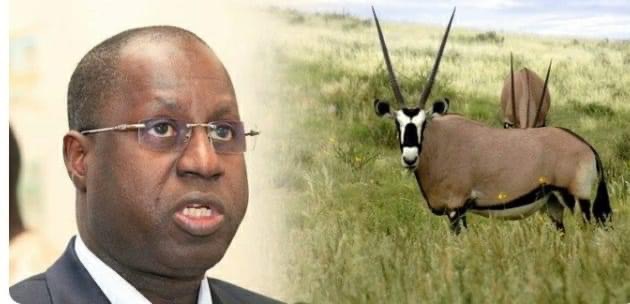 Awa Guèye : « Abdou Karim doit répondre aux questions sur l’affaire des gazelles Oryx »