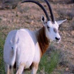 AFFAIRE DES GAZELLES ORYX  Des conducteurs de «jakarta » traquaient les bêtes (Serigne Mbacké Ndiaye)