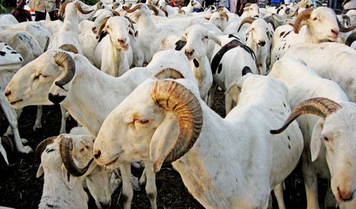 Tabaski 2020: Plus de 150 000 moutons invendus