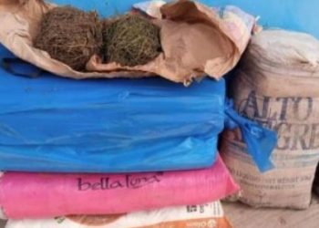 SÉDHIOU : 64 kg de chanvre indien saisis par la brigade de gendarmerie