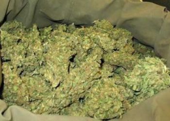 Sedhiou: La Brigade des stupéfiants a saisi une dizaine de kilos de chanvre indien.