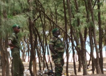 Trafic illicite de bois: Un civil meurt à Bignona dans un échange de tirs entre l&rsquo;armée et un groupe non identifié