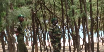 Trafic illicite de bois: Un civil meurt à Bignona dans un échange de tirs entre l&rsquo;armée et un groupe non identifié