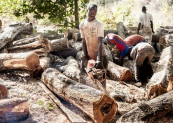 Les forêts de la Casamance menacé par le trafic illégal de bois