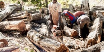 Les forêts de la Casamance menacé par le trafic illégal de bois