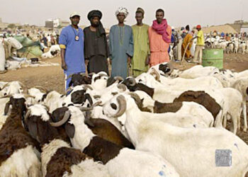 Tabaski 2021: Les éleveurs rassurent sur l&rsquo;approvisionnement en mouton