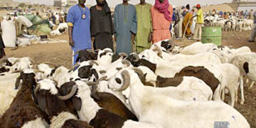 Tabaski 2021: Les éleveurs rassurent sur l&rsquo;approvisionnement en mouton