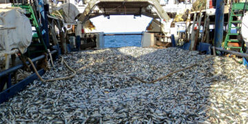 Green-peace épingle les entreprises européennes privant l’Afrique de l’ouest de son poisson (rapport)