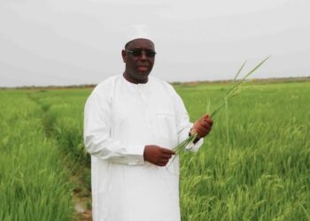 Macky Sall optimiste pour l&rsquo;autosuffisance en riz au Sénégal