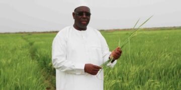 Macky Sall optimiste pour l&rsquo;autosuffisance en riz au Sénégal