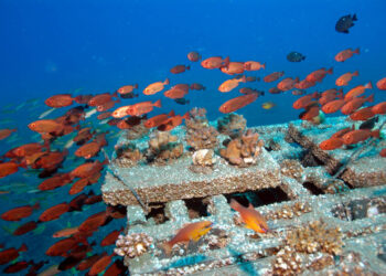 Pêche : nouveau récif artificiel aux larges de Dakar