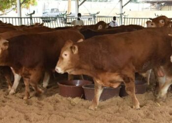 Sokhna Aida Diallo Suit Les Pas De Cheikh Béthio Thioune