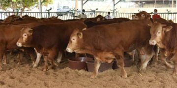 Sokhna Aida Diallo Suit Les Pas De Cheikh Béthio Thioune