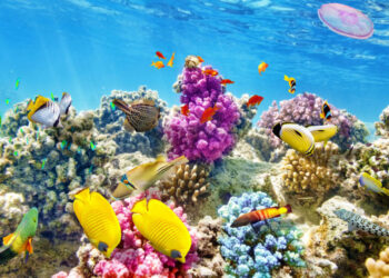Disparition des 14% des récifs coralliens