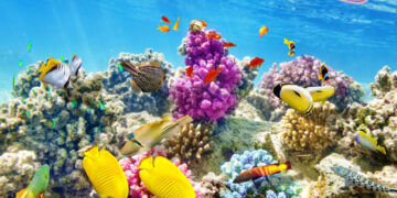 Disparition des 14% des récifs coralliens