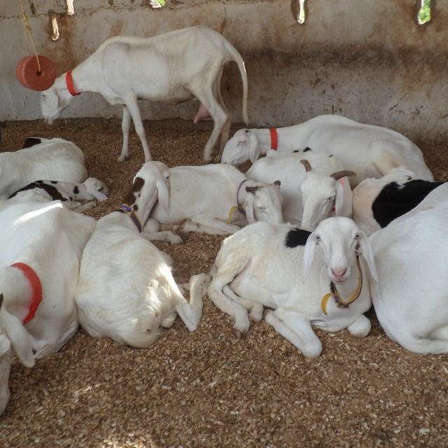 Hantise des populations de Notto Diobass par le vol de bétail.