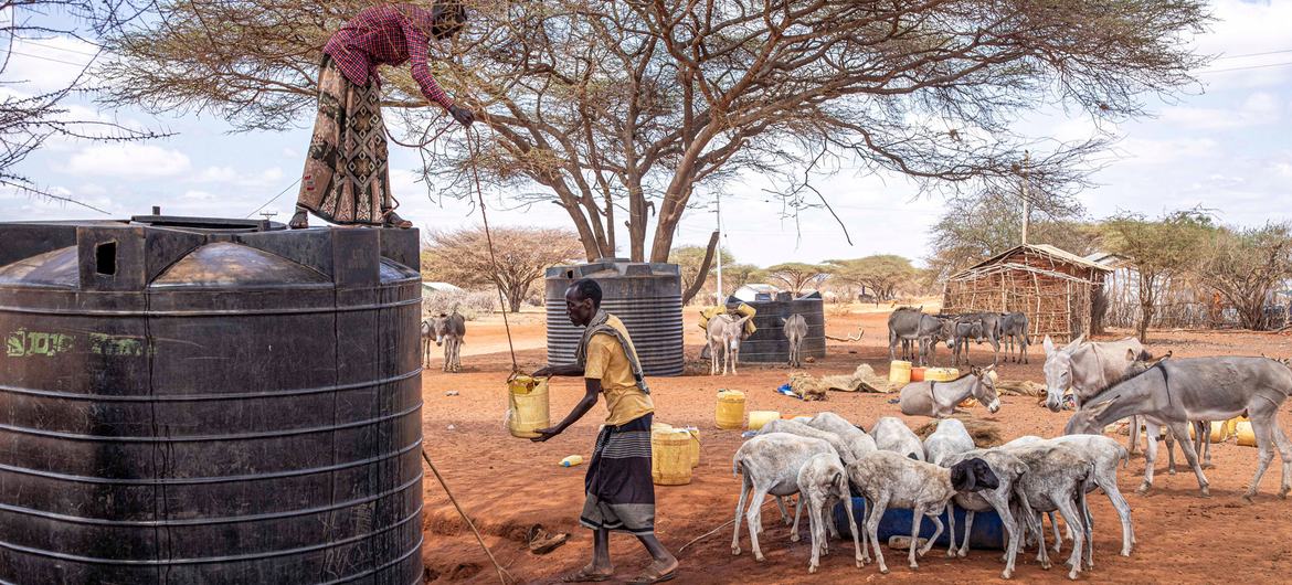 Corne de l’Afrique : plus de 25 millions de personnes en situation d’insécurité alimentaire très aiguë d’ici à la mi-2022 (FAO)