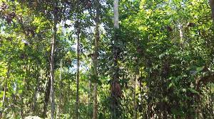 Le bois rose serait-il à l&rsquo;origines des tensions notées en Gambie?