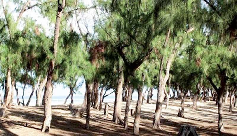 Guédiawaye: Le littoral fait l&rsquo;objet d&rsquo;un « tong-tong »