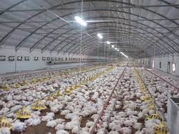 Les aviculteurs contestent la hausse du prix du sac d&rsquo;aliment de volaille.