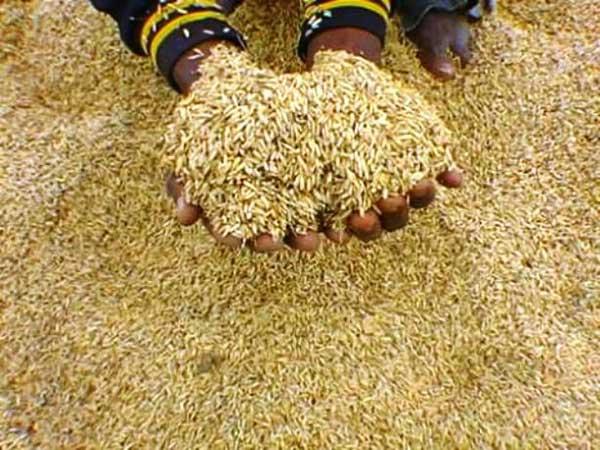 Economie : Le prix du kilogramme de riz Paddy est peu rémunérateur pour les producteurs.