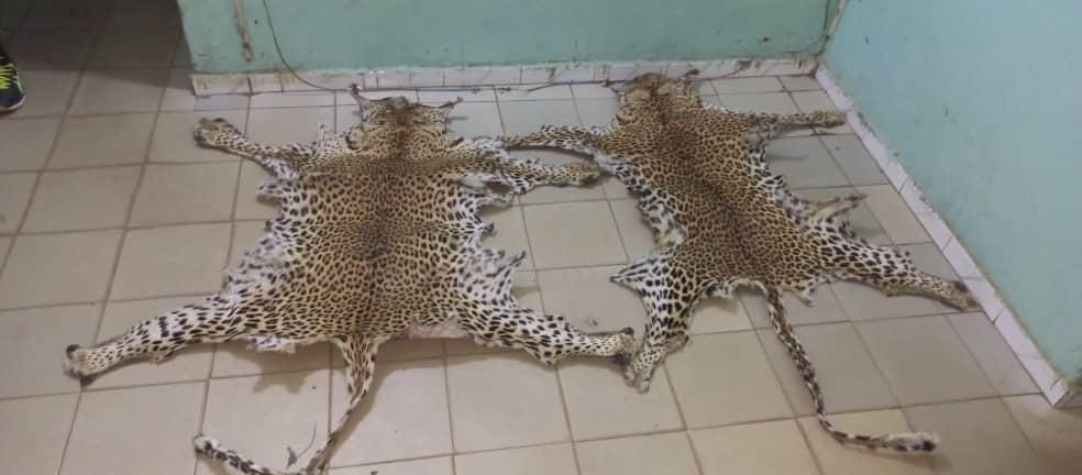 Criminalité faunique :  Des peaux de Léopard et trois pattes d’Oryctérope ont été saisi à Tambacounda