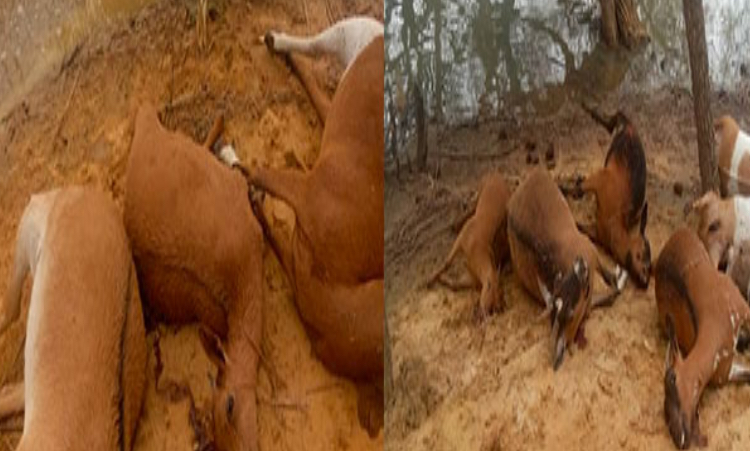 Plus de 400 têtes de bétails dans l’arrondissement de Cas-Cas ravagés par de fortes pluies