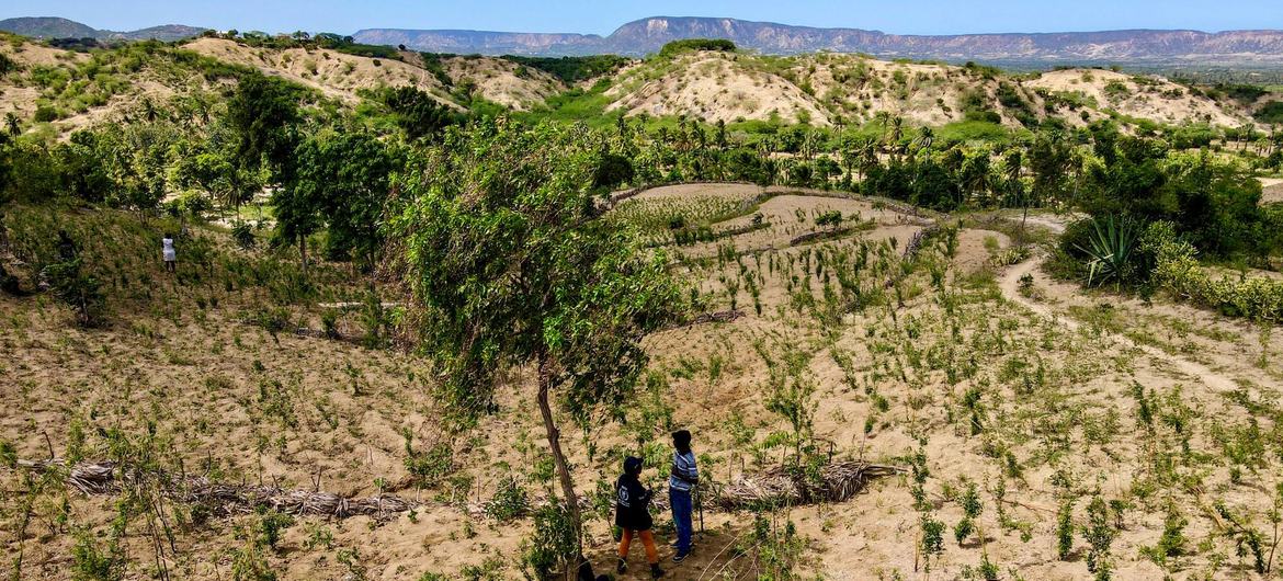 La déforestation mondiale ralentit, mais les forêts pluviales tropicales sont toujours menacées (FAO)