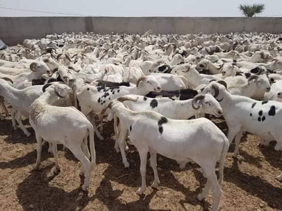 L&rsquo;ambassade d&rsquo;Israël offre des moutons à des familles sénégalaises pour la Tabaski