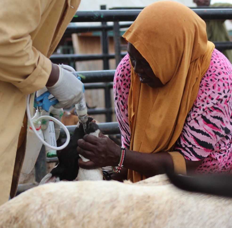 UNE AUGMENTATION CONSIDÉRABLE DU NOMBRE DE FEMMES VÉTÉRINAIRES ANNONCÉE.