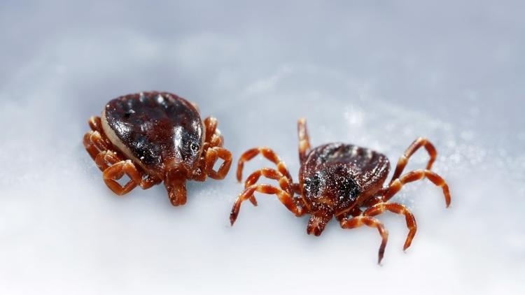 Le Sénégal déclare un premier cas de décès dû à la Fièvre hémorragique Crimée-Congo