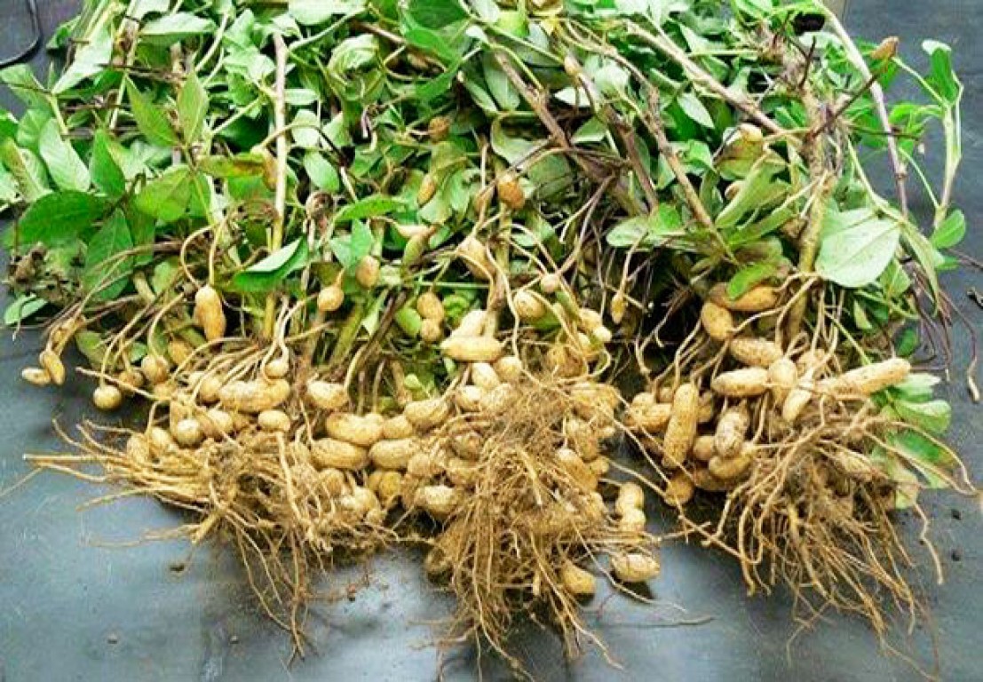 LES PRODUCTEURS DE KOLDA ESPÈRENT DE MEILLEURS RENDEMENTS CETTE ANNÉE