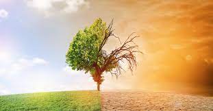 Le changement climatique, un facteur de développement des maladies.