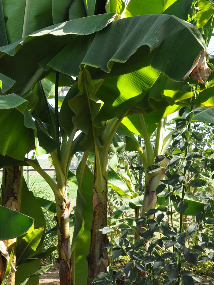 SALIOU NDIAYE RENOVE LA FIDAK PAR LES ARBRES FRUITIERS.