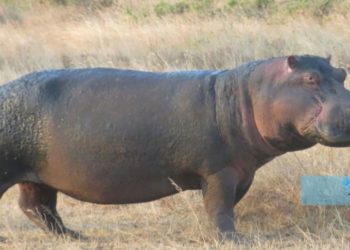 Thilogne: un hippopotame blesse un homme âgé avant d’être abattu
