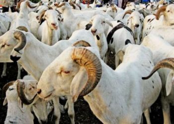 Tabaski 2023 : 810 000 moutons pour les Sénégalais.