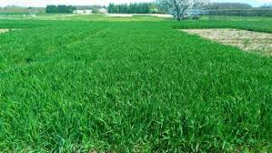 Diamniadio fertile à la culture du blé.