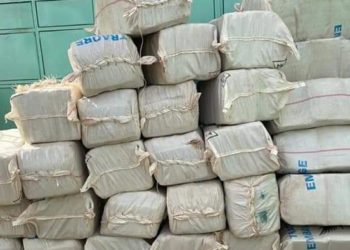 MBOUR: DÉCOUVERTE DE 80 KG DE CHANVRE INDIEN DANS UN POULAILLER