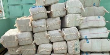 MBOUR: DÉCOUVERTE DE 80 KG DE CHANVRE INDIEN DANS UN POULAILLER